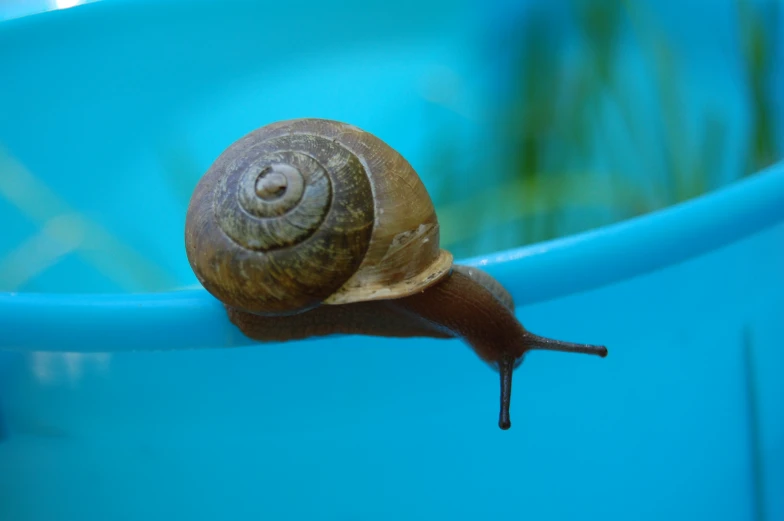 there is a brown snail that is walking on top of the water