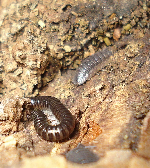 three worms with one on a tree stump