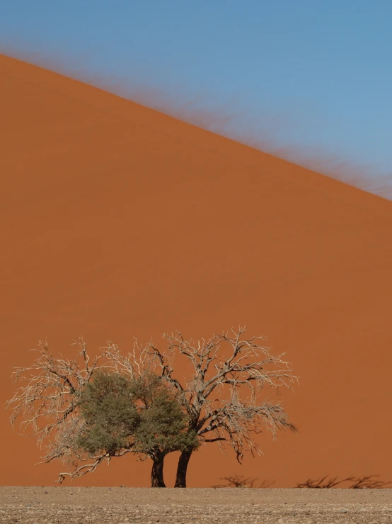 a lone tree standing alone against the sand dunes