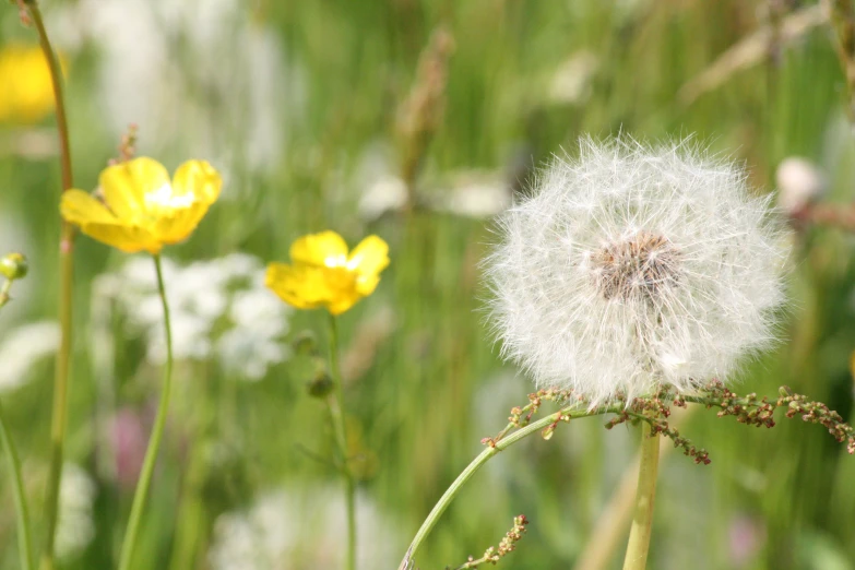 a white flower with yellow and pink flowers nearby