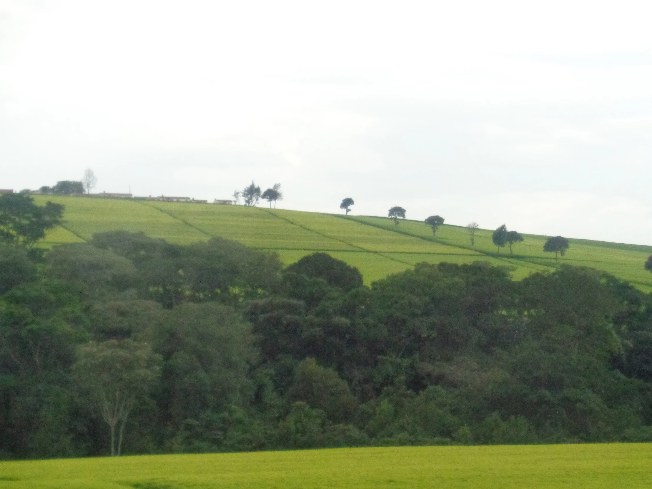 some animals walking along a hill by a field