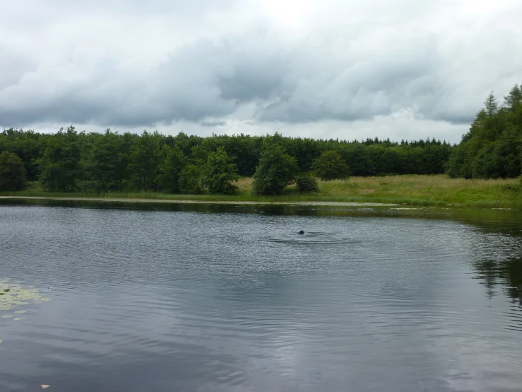 trees and grass are in the distance beside a lake