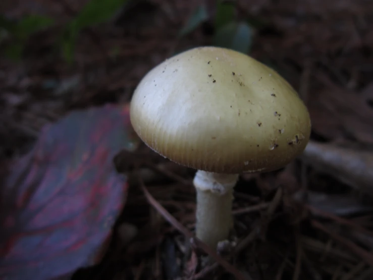 the mushrooms are on the ground by the leaves