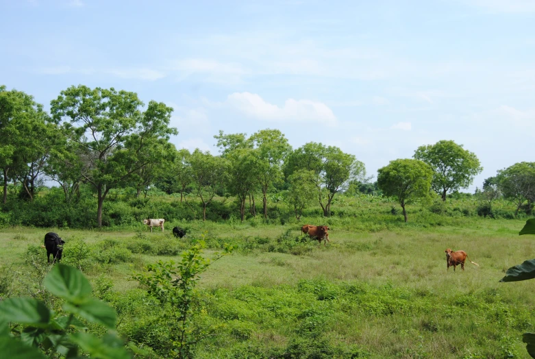 some cows are grazing on grass in a field