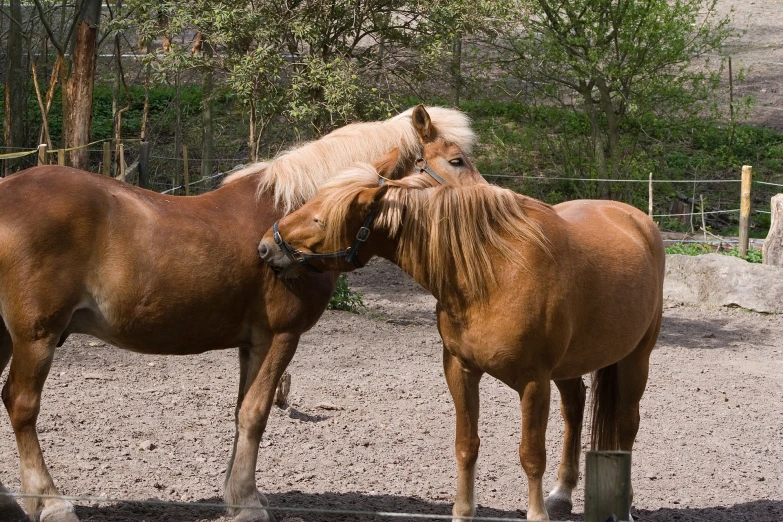 two brown horses standing next to each other