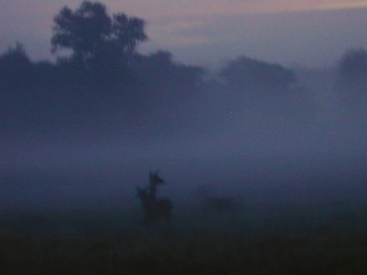 a dark image of two deer in the fog