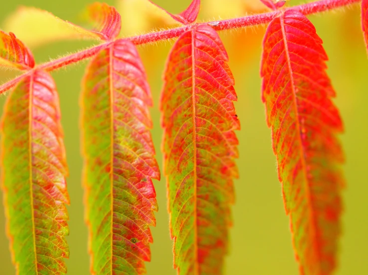 a close up view of leaves in the day