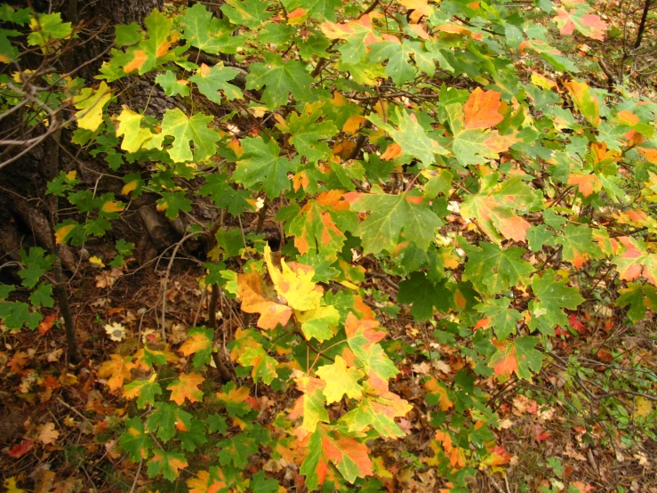 the nches of different colors are standing up in the forest