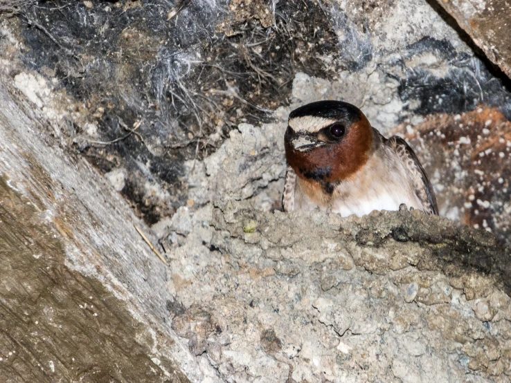 a small bird is sitting in a tree near some rocks