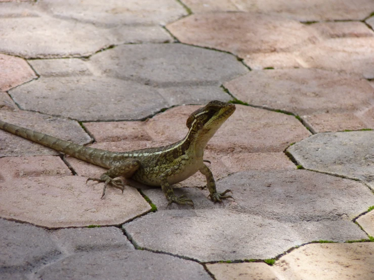 a lizard walking across some brick walkways