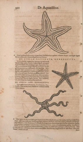 an old, antique style sea starfish is on display in a book