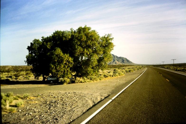 there is a tree on the side of the road