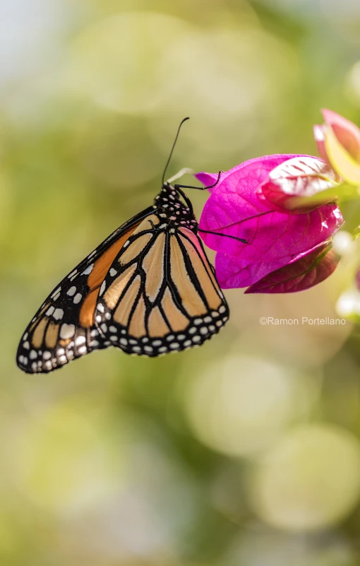 a monarch erfly resting on pink flower