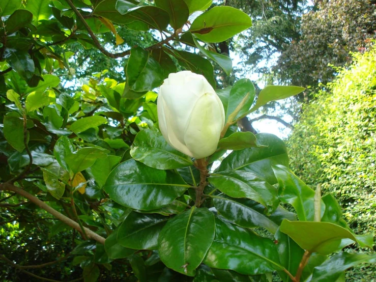 a white flower is growing from the nches