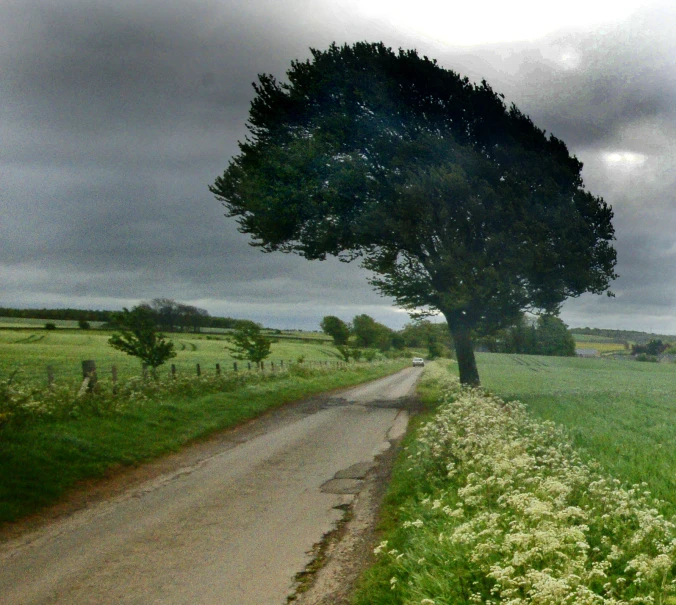 a large leafy tree leaning on the side of a dirt road