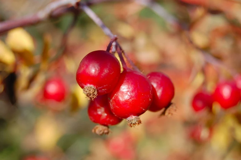 red berries hang from the nch of a small tree