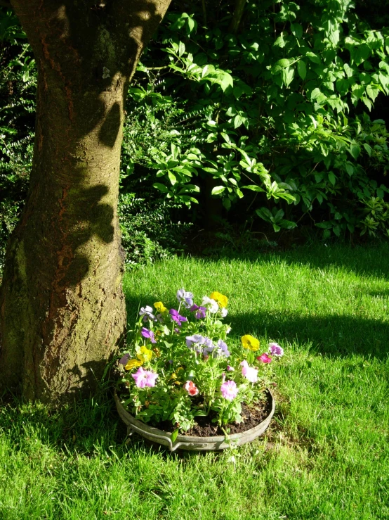 a field with green grass and lots of flowers