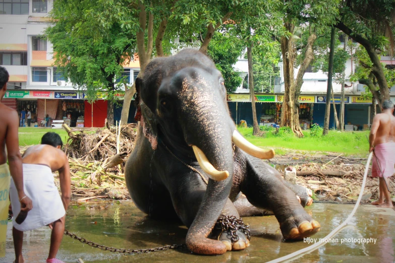 people standing around a couple of elephants in the water