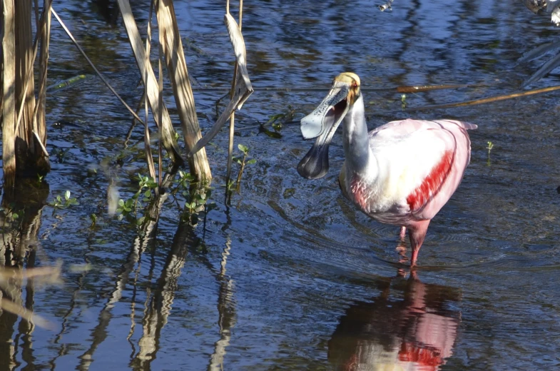 a pink and white bird with it's face submerged in water