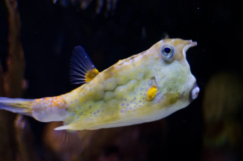 an aquarium scene showing an adult yellow grouper