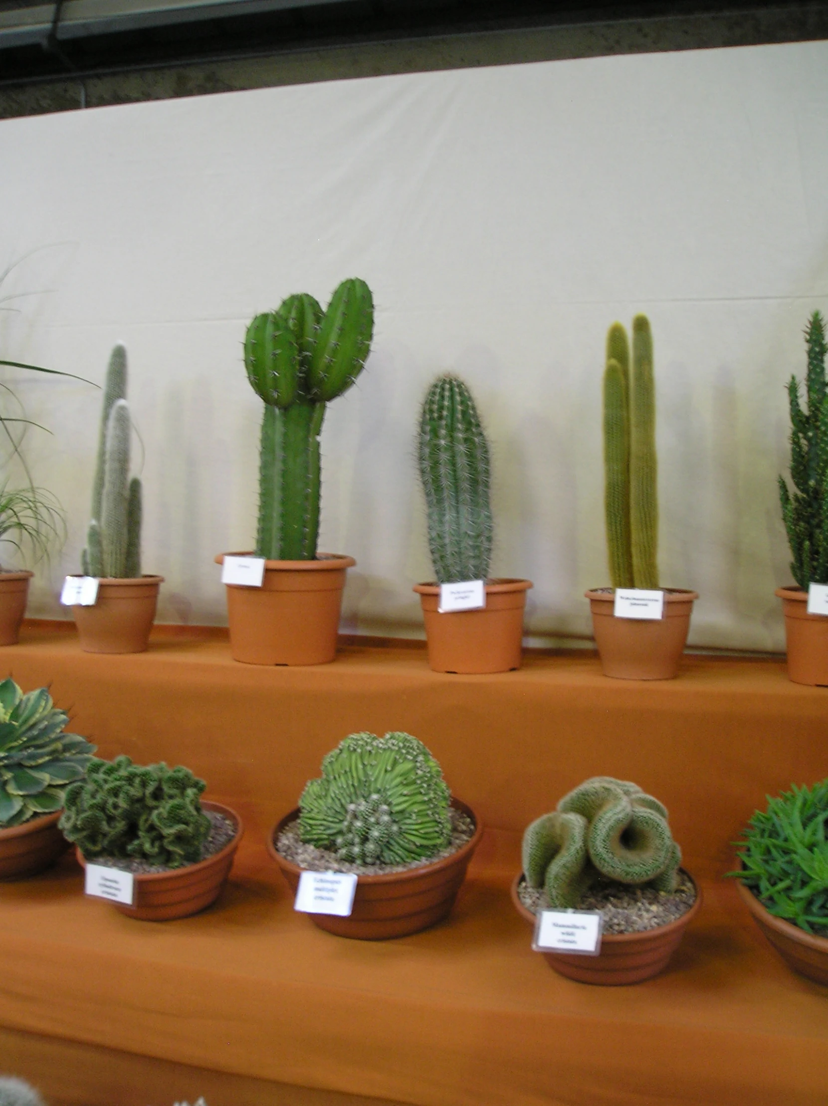 many green plants are on a shelf in a plant shop