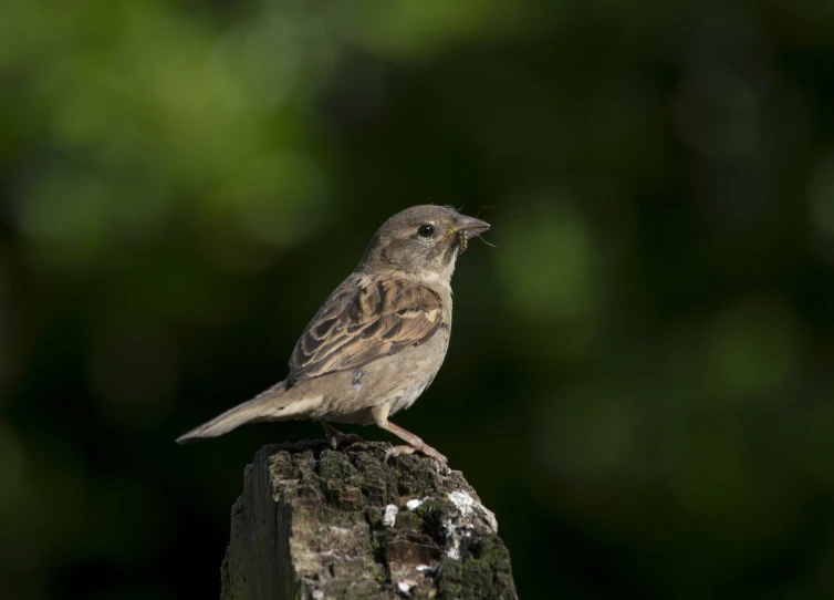 a bird that is standing on a pole