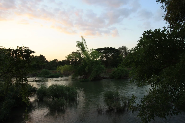 a view of a river with many plants and trees