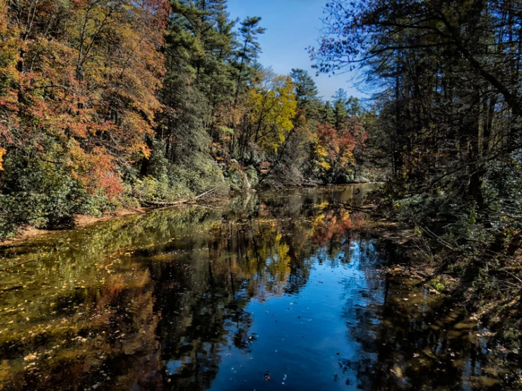 water that is running through some woods with trees