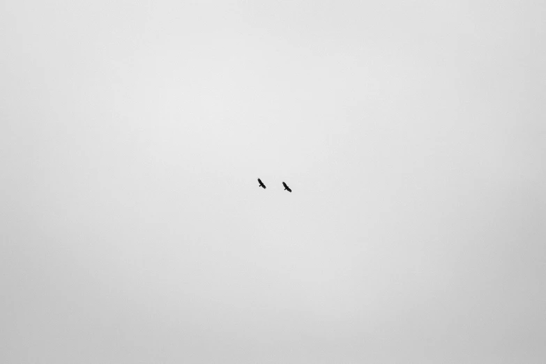 two birds flying in the sky while looking at the sky