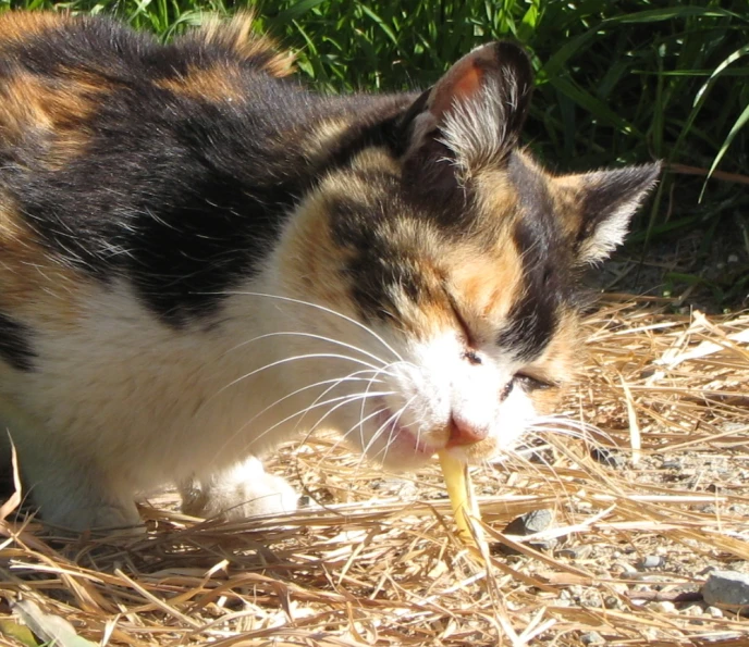 the calico cat eats some food from the floor