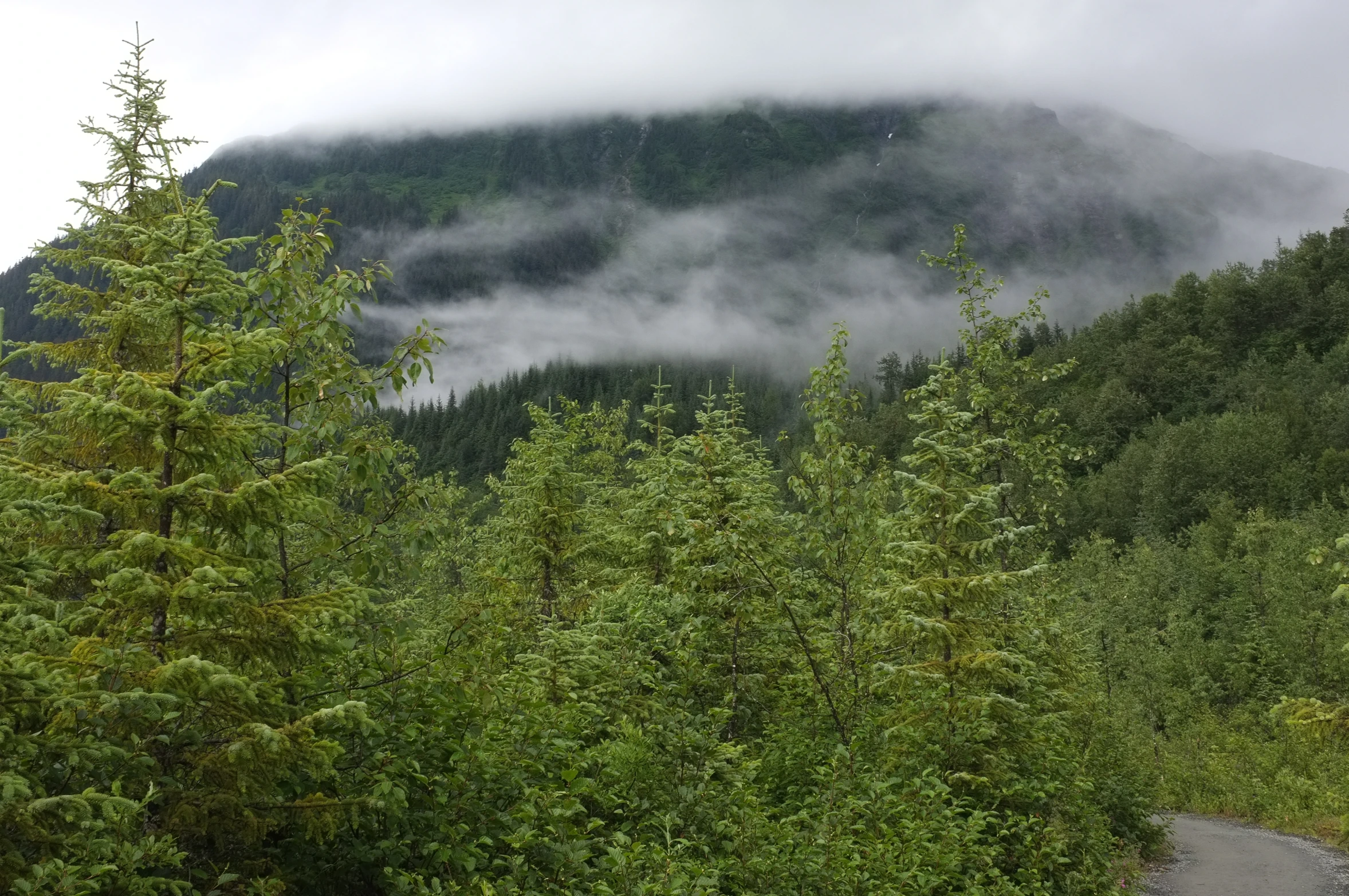 an open area with pine trees, rocks, and mountains