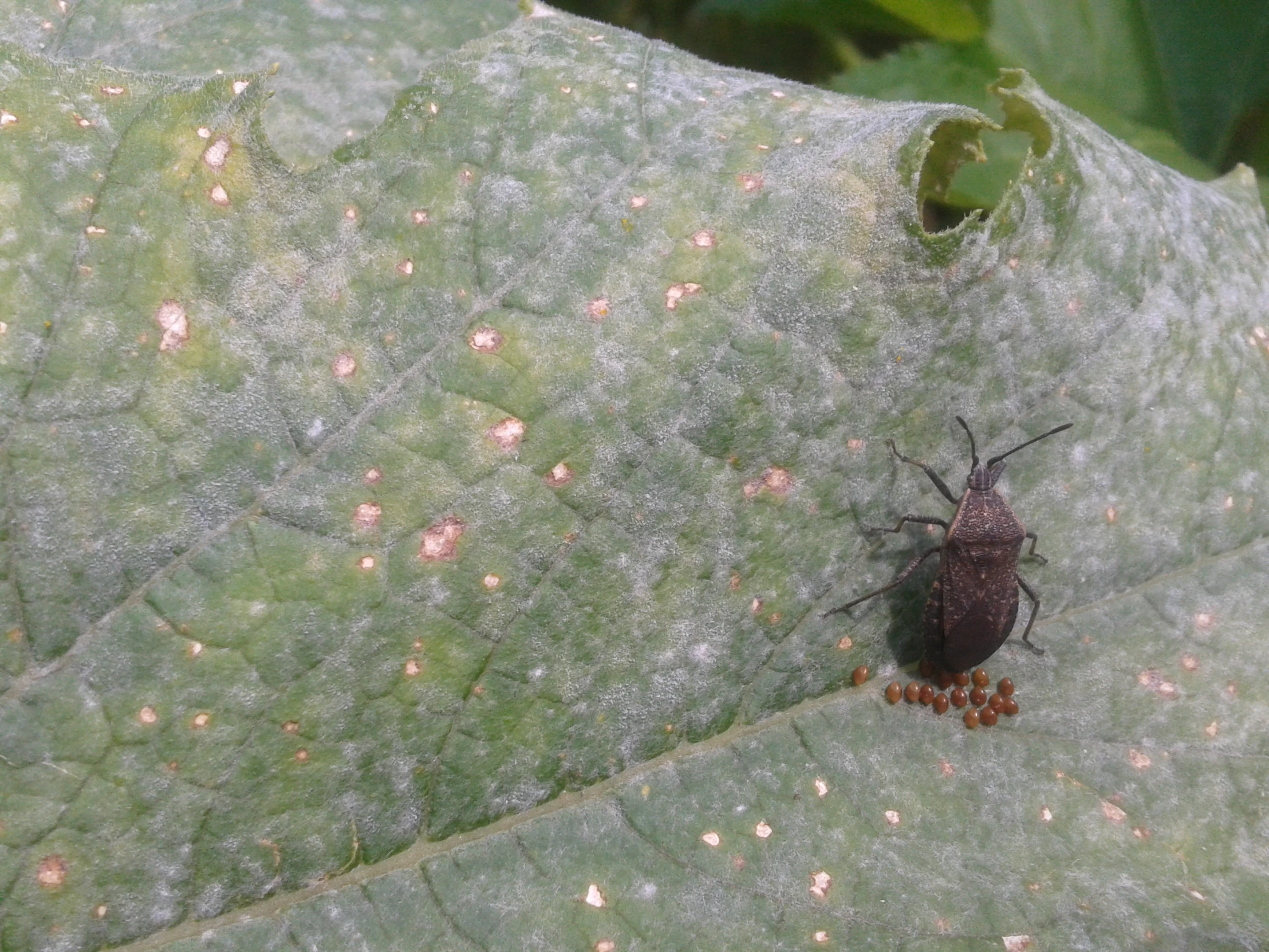 a brown beetle sitting on a green leaf