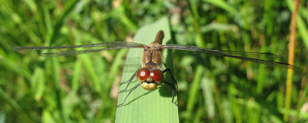 two brown and black insects on a leaf