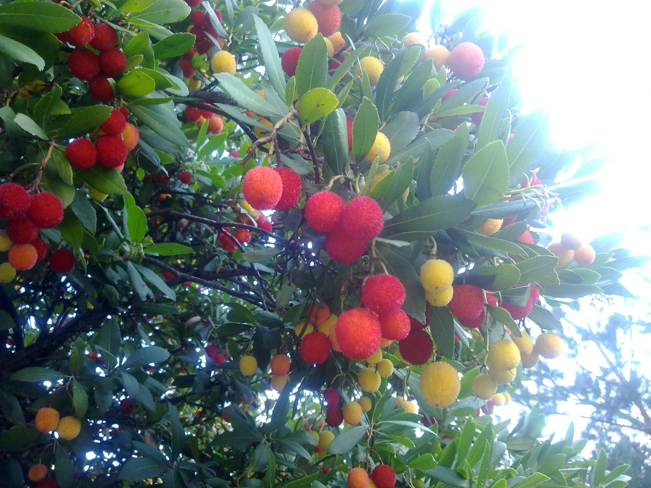 some ripe oranges hanging from a tree with leaves