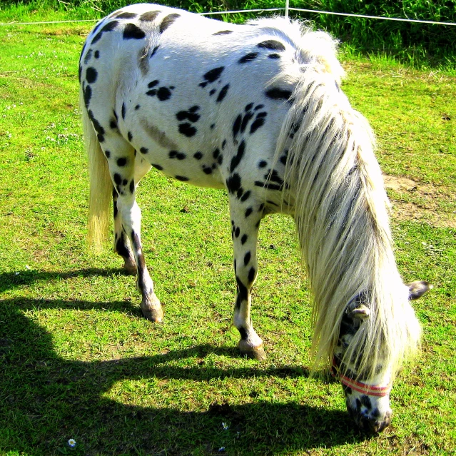 a small, spotted pony grazes for grass in a fenced - in area