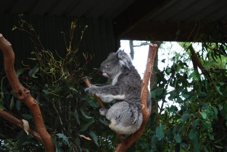 a koala bear sitting on top of a tree nch