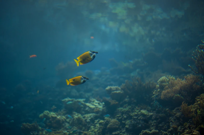 there are two yellow fish swimming near some coral