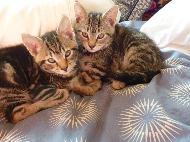 two kittens lying on bed together one is brown