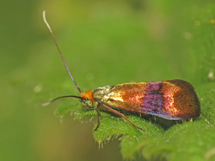 this bug is red with white markings on its body