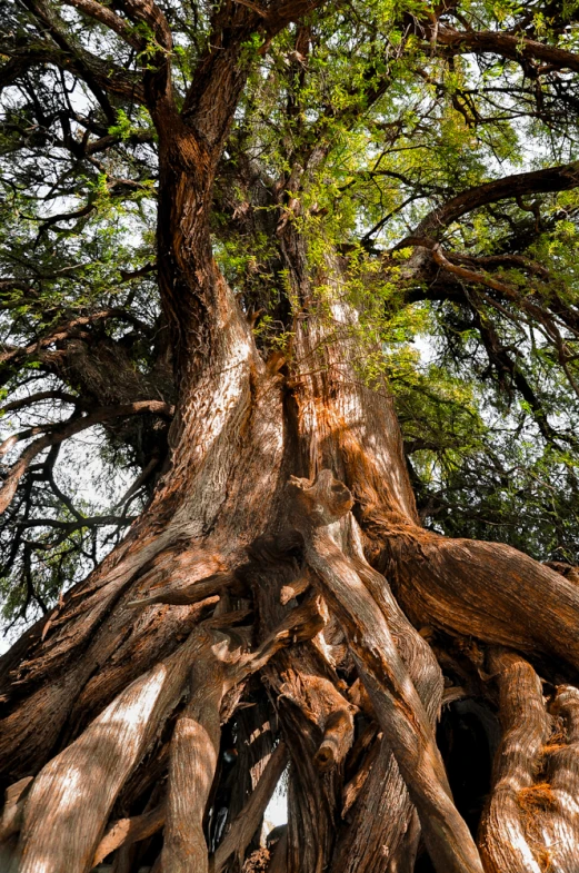 an extremely tall tree towering up into the sky