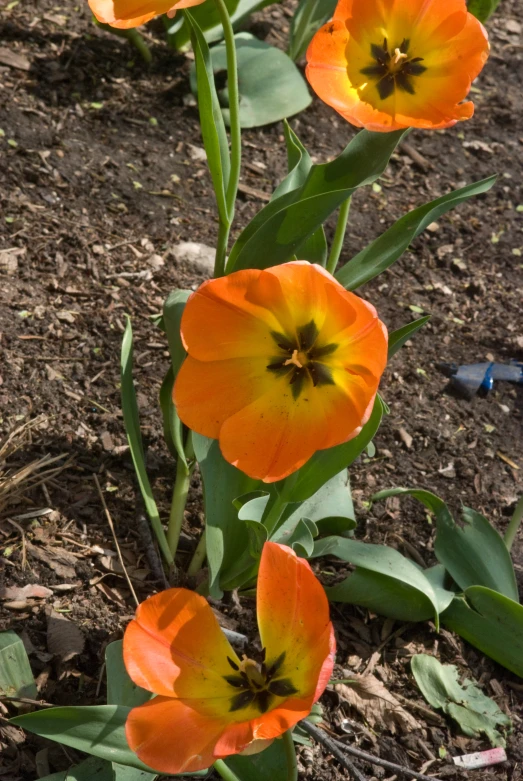 bright orange tulips growing in the ground