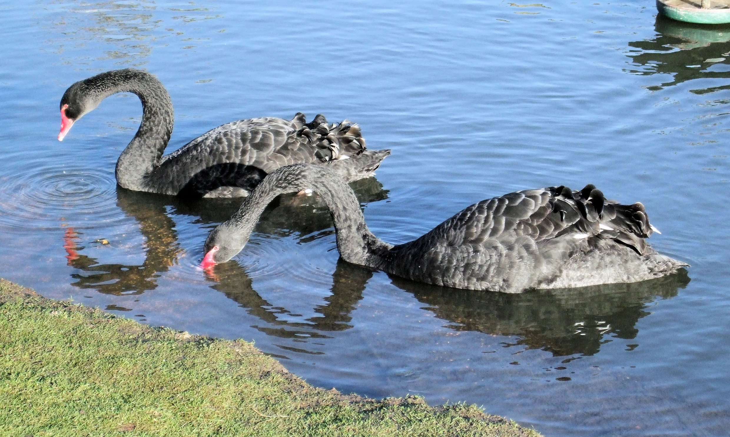 two black swans in the water next to boats