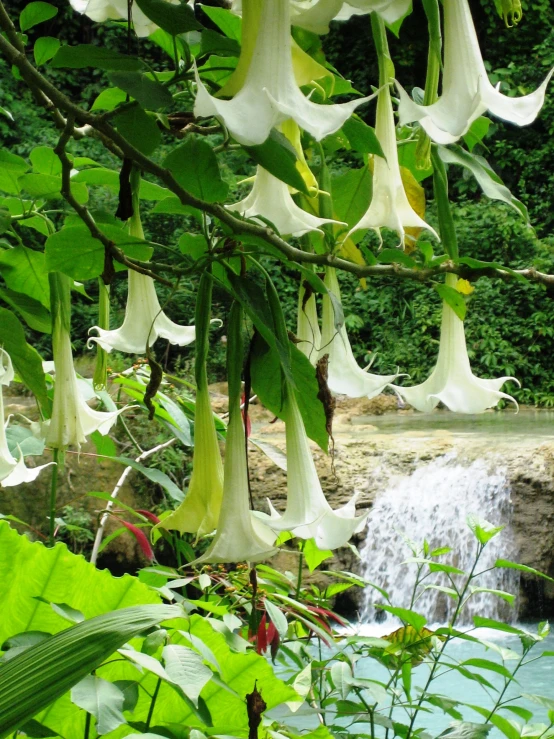 a cascade of water in front of some plants