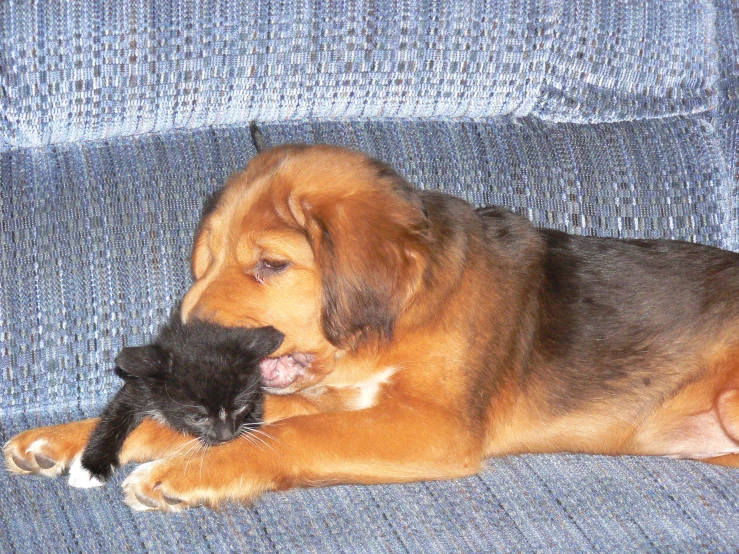 a dog biting a cat on a couch