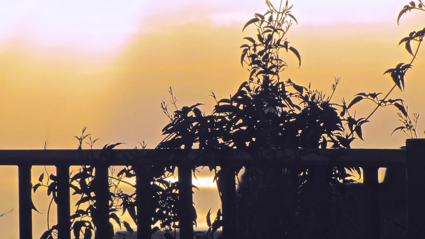 silhouetted plants on deck railing during sun rise