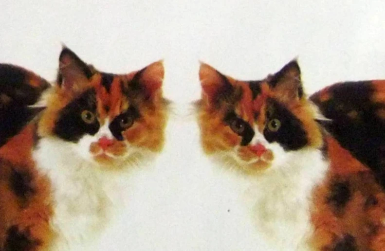 two cats are looking to one another through their distorted picture
