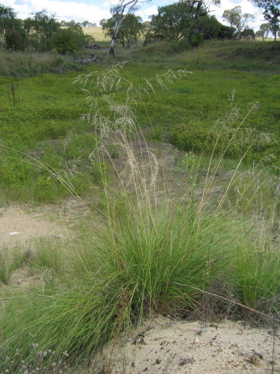 grass near a small dirt and patchy field