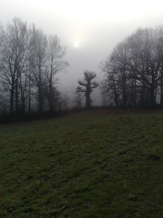 a foggy field surrounded by trees and grass