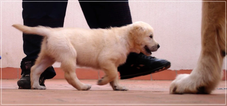 a dog on someones foot walking on the ground