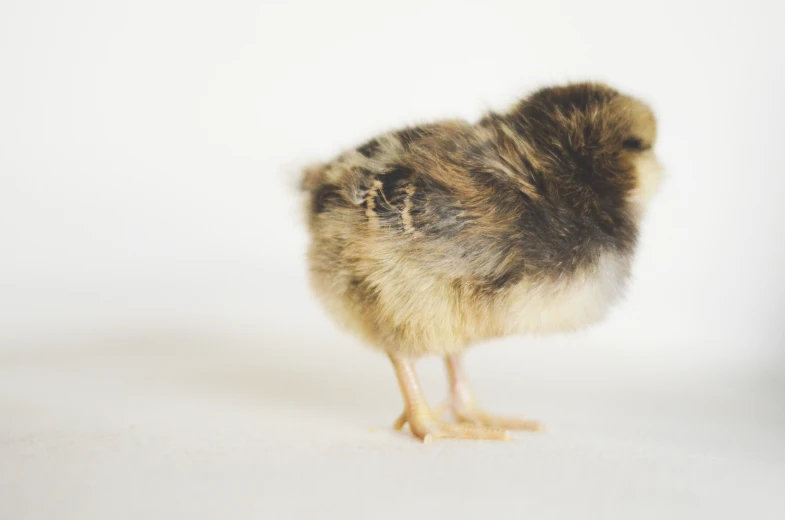 the small bird stands alone against a white background